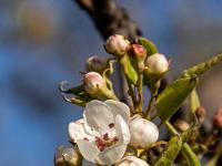 Blüte und Knospen an Birnbaum
